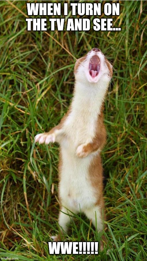 Singing Stoat | When i turn on the tv and see... WWE!!!!! | image tagged in singing stoat | made w/ Imgflip meme maker