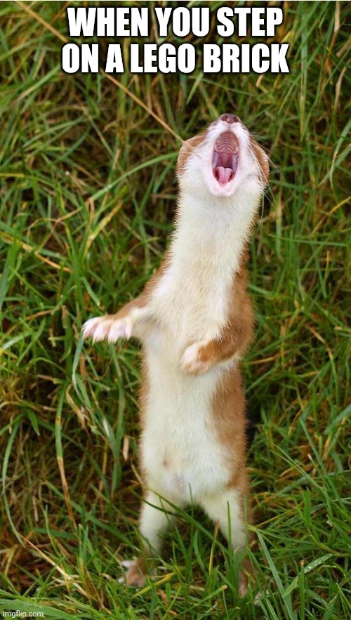 Singing Stoat | When you step on a lego brick | image tagged in singing stoat | made w/ Imgflip meme maker
