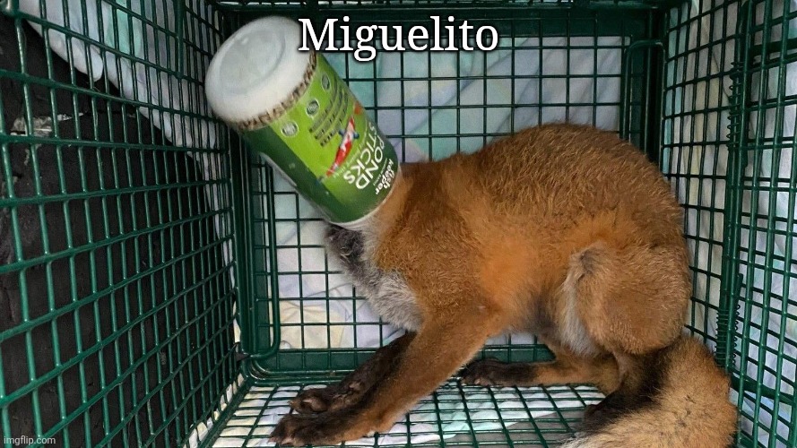 Miguelito | Miguelito | image tagged in miguelito,miguel,miggy,mig,migs,mickuelito | made w/ Imgflip meme maker