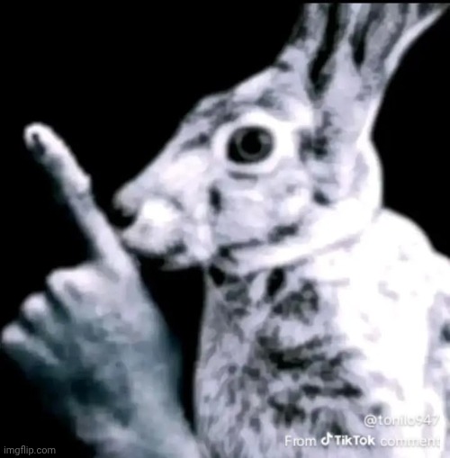 it's bait. it has always been bait. and it will always be nothing but bait. | image tagged in hush bunny | made w/ Imgflip meme maker