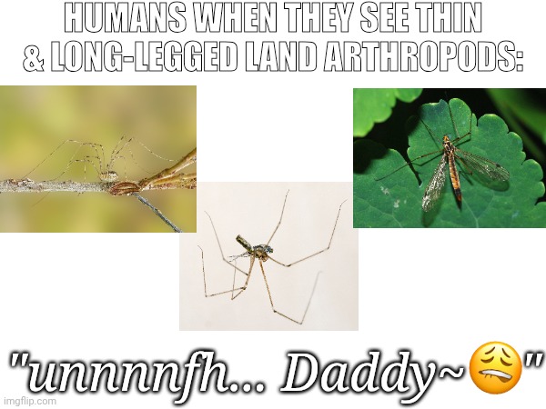 Three Daddy Long Legs | Humans when they see thin & long-legged land arthropods:; "unnnnfh... Daddy~    " | image tagged in arthropods,arachnids,insect | made w/ Imgflip meme maker