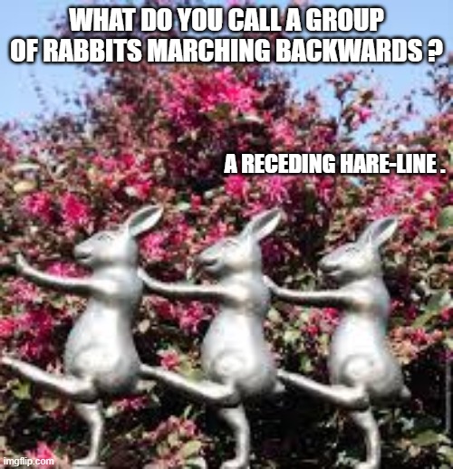 What do you call a group of rabbits marching backwards? A receding hare-line. | what do you call a group of rabbits marching backwards ? a receding hare-line . | image tagged in funny,humor,rabbits,bunnies,easter,play on words | made w/ Imgflip meme maker