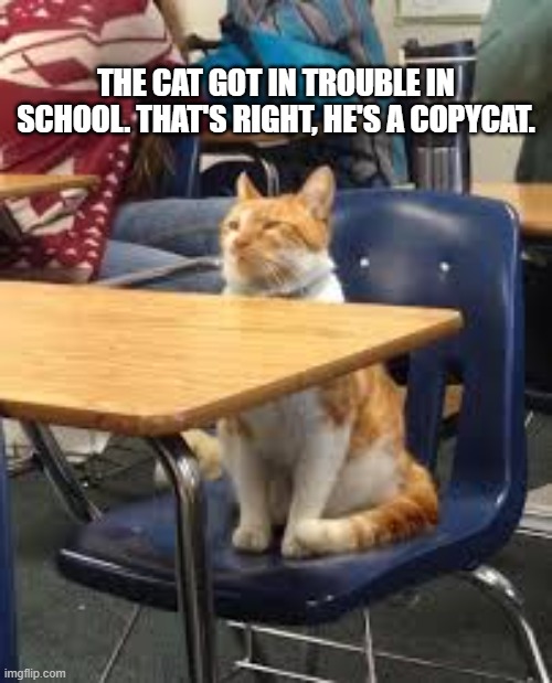 This cat got in trouble in school because he is a copycat. | The cat got in trouble in school. That's right, he's a copycat. | image tagged in cat,kitten,funny,humor,play on words,funny cat memes | made w/ Imgflip meme maker