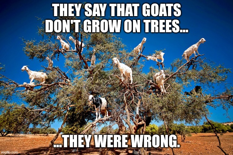 Goats in trees | they say that goats don't grow on trees... ...they were wrong. | image tagged in goats in trees | made w/ Imgflip meme maker