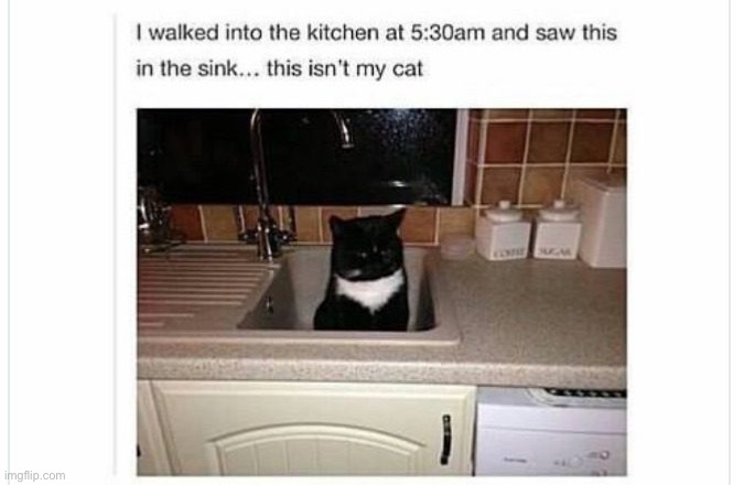 Crazy how often this happens | image tagged in cats,funny cats,owned,evil overlord rules,entitlement,crazy cat | made w/ Imgflip meme maker