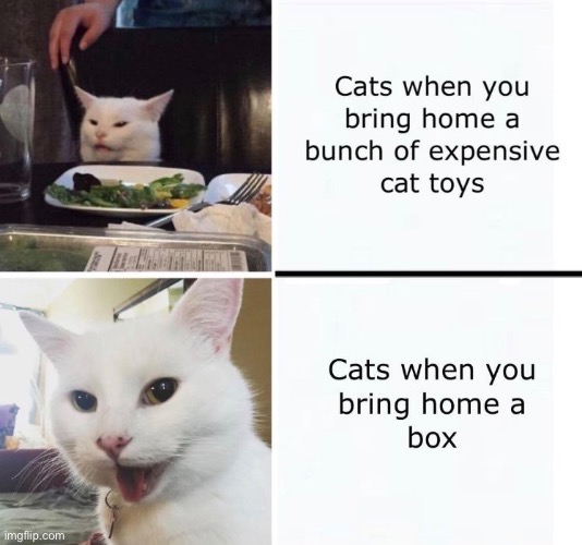 They're Boxtarded | image tagged in cats,funny cats,boxes,toys,smudge the cat,weirdo | made w/ Imgflip meme maker