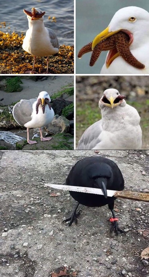 Cursed Birds | image tagged in cursed images,birds,dude wtf,what in the hot crispy kentucky fried frick,time to die,angry birds | made w/ Imgflip meme maker