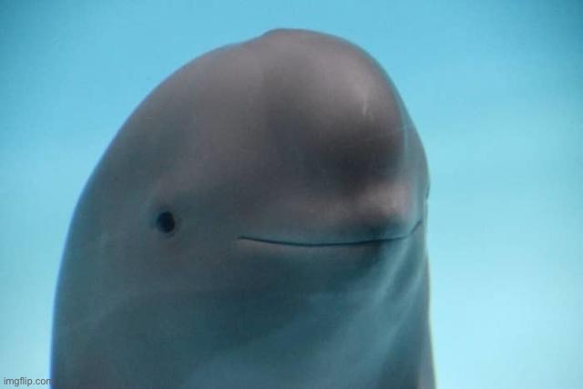 smiling dolphin | image tagged in dolphin | made w/ Imgflip meme maker