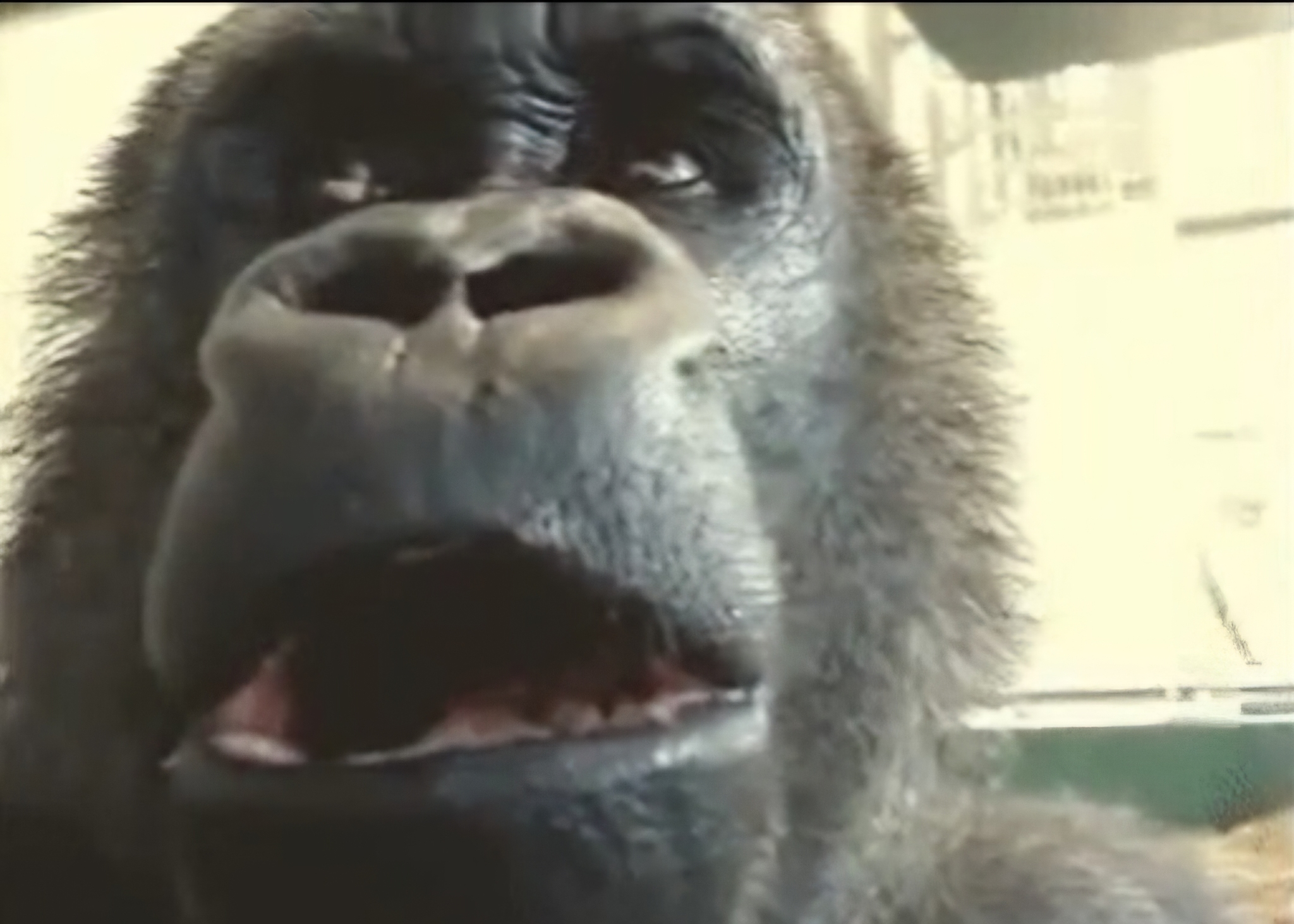 Thinking Gorilla Blank Meme Template