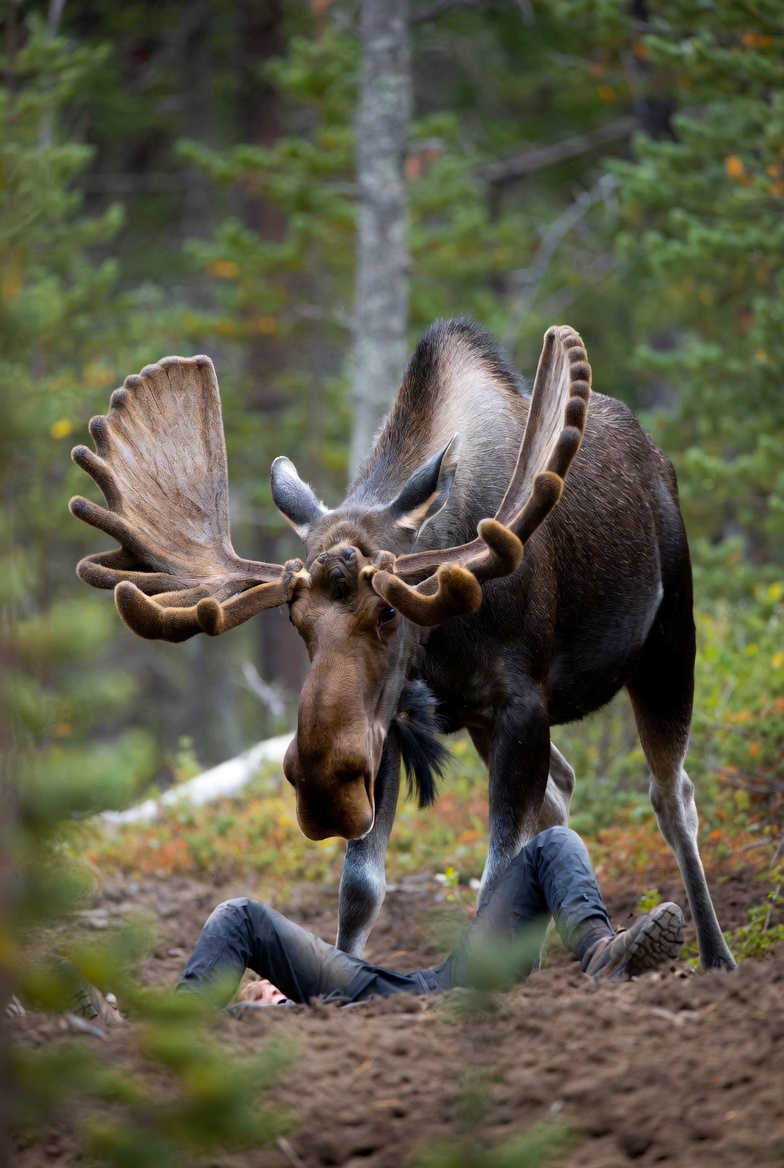 moose attack Blank Meme Template