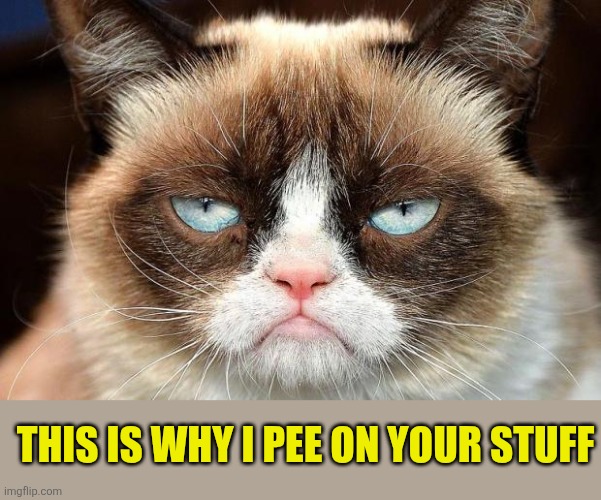 Grumpy Cat Not Amused Meme | This is why I pee on your stuff | image tagged in memes,grumpy cat not amused,grumpy cat | made w/ Imgflip meme maker