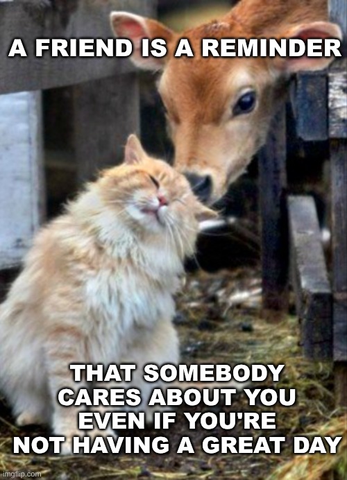 Friends | a friend is a reminder; that somebody cares about you even if you're not having a great day | image tagged in cat,calf,friendship,caring,happy day | made w/ Imgflip meme maker