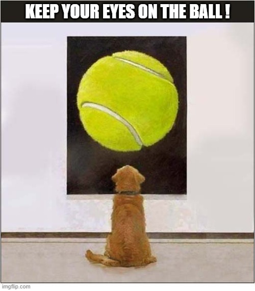 Most Fascinating ! | Keep Your Eyes On The Ball ! | image tagged in dogs,art gallery,tennis ball | made w/ Imgflip meme maker