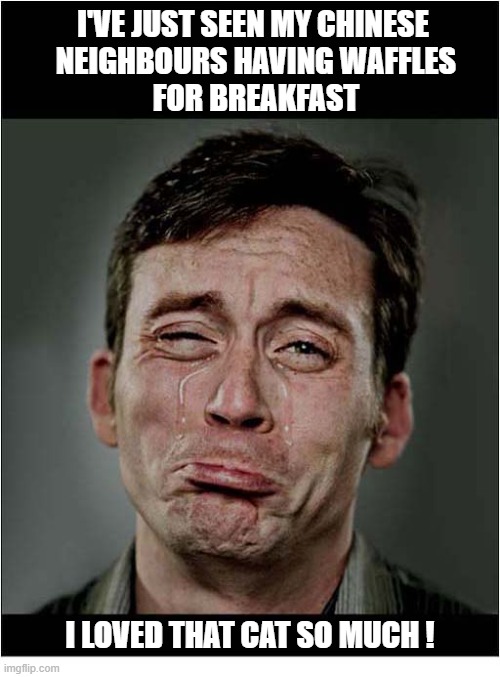 They'll Eat Anything ! | I've just seen my Chinese
 neighbours having Waffles
 for breakfast; i loved that cat so much ! | image tagged in chinese,cat,waffles | made w/ Imgflip meme maker