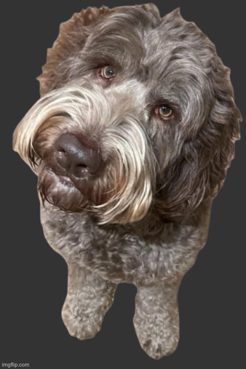 Northers Dog (Transparent) | image tagged in northers dog transparent | made w/ Imgflip meme maker