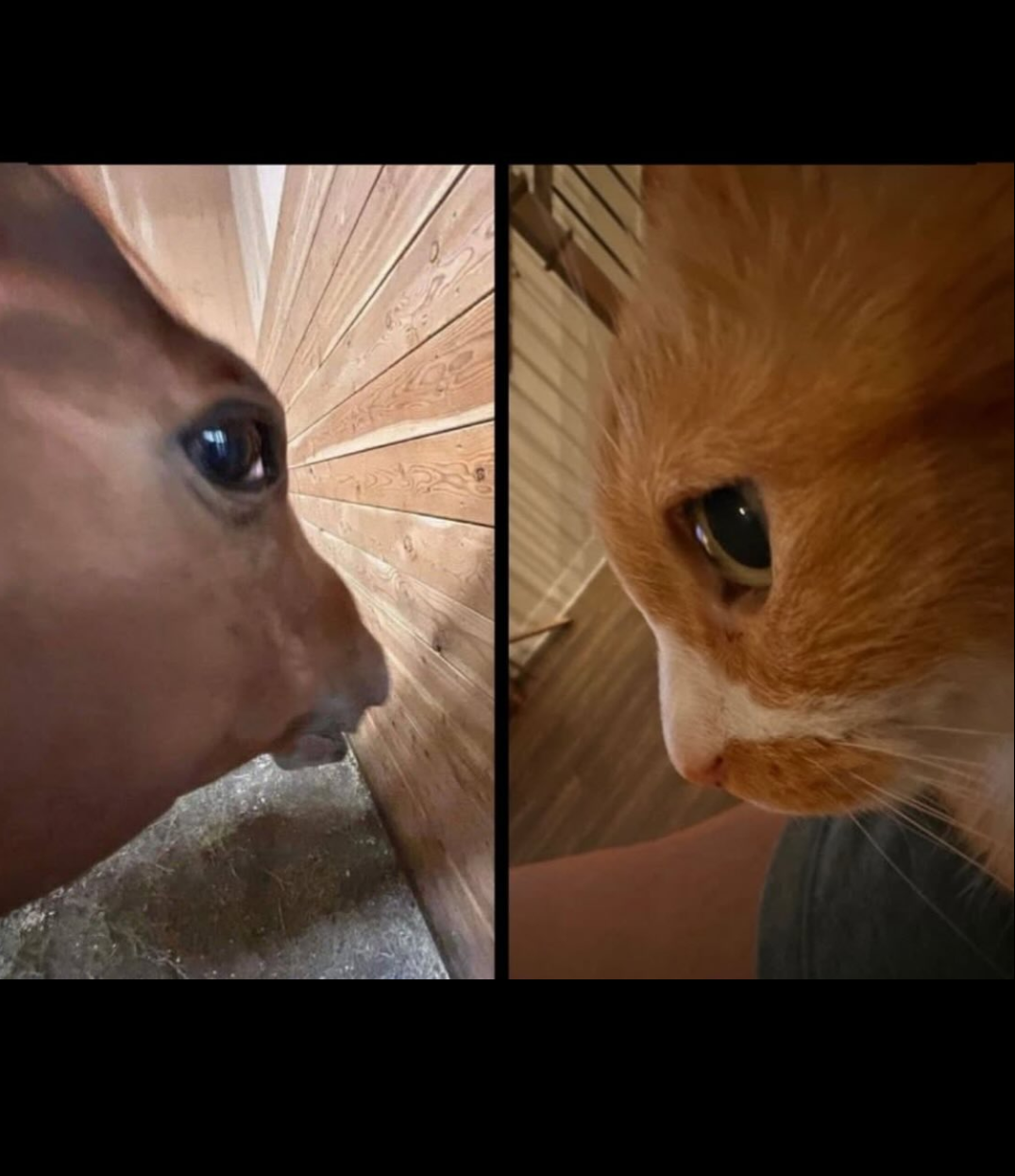 I'll do if you do Blank Meme Template