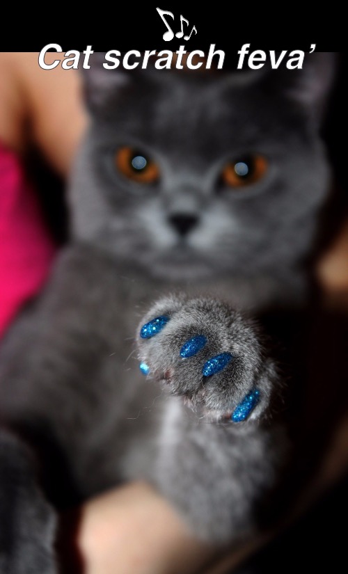 Cat scratch feva’ | made w/ Imgflip meme maker