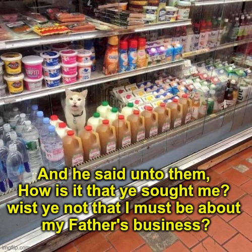 The Early Years | And he said unto them, 
How is it that ye sought me? 
wist ye not that I must be about 
my Father's business? | image tagged in cats | made w/ Imgflip meme maker