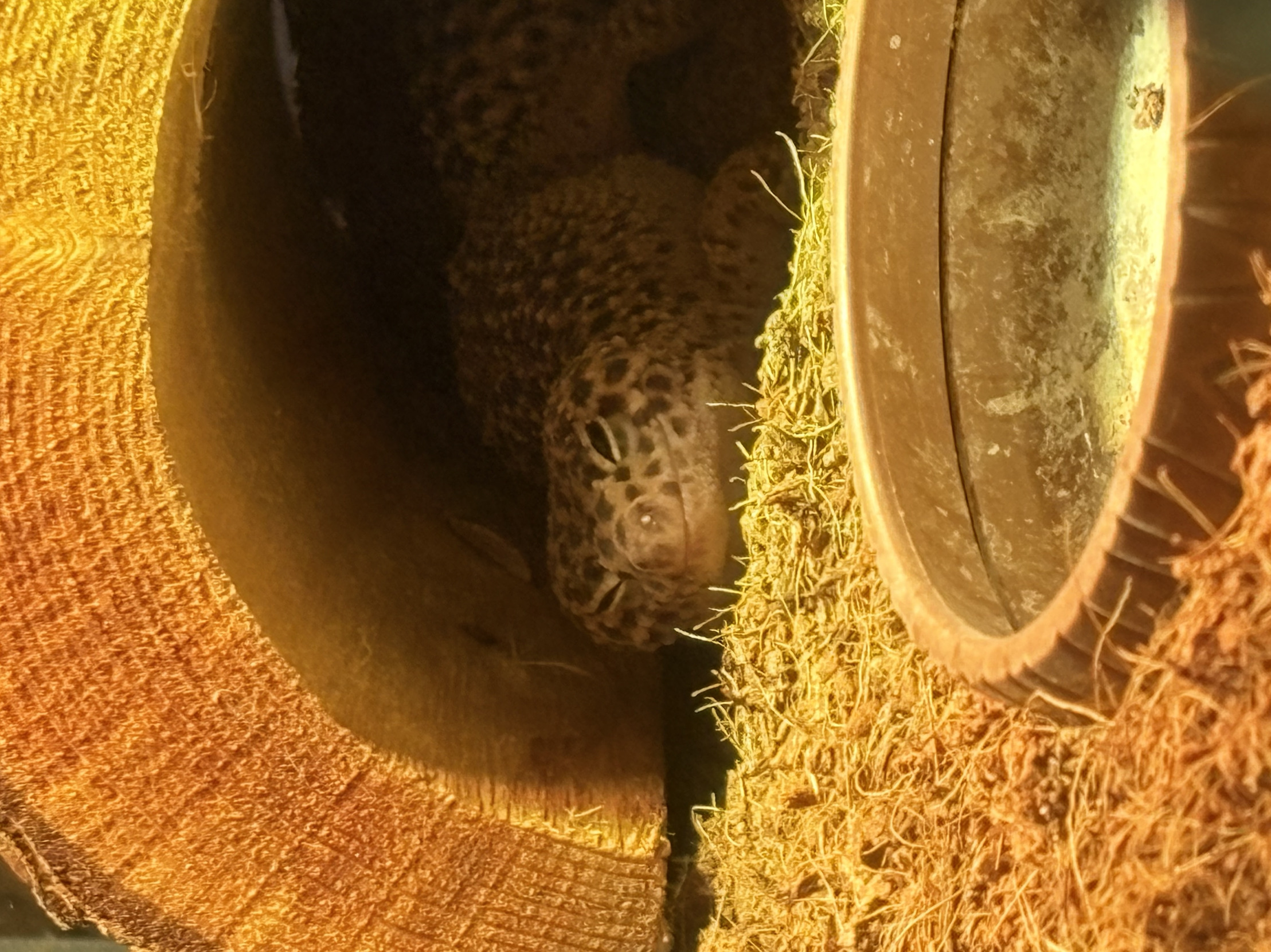 Lizard Blank Meme Template