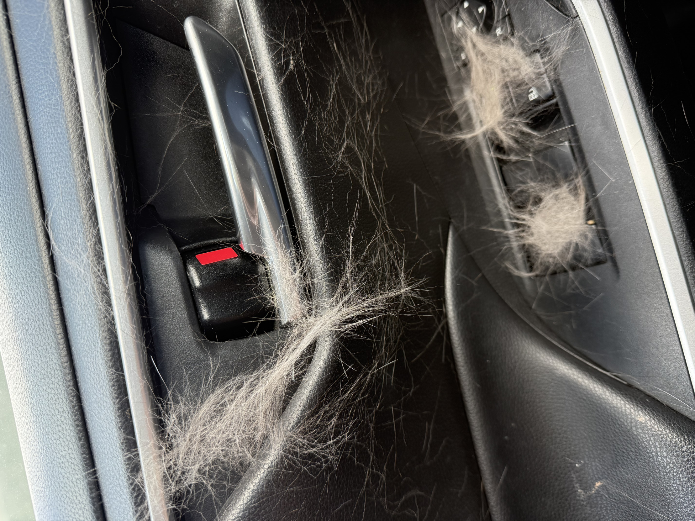 ¿Tienes gatos? Blank Meme Template