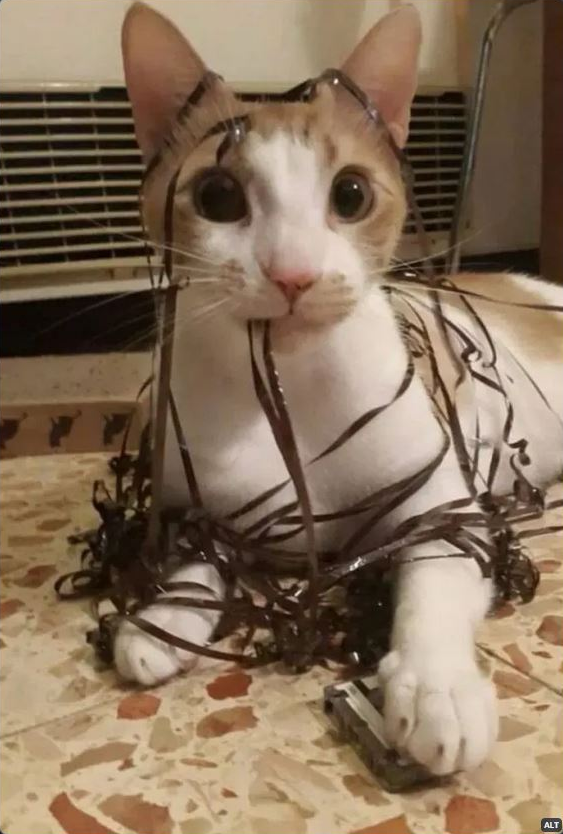 Psycho Kitty Blank Meme Template