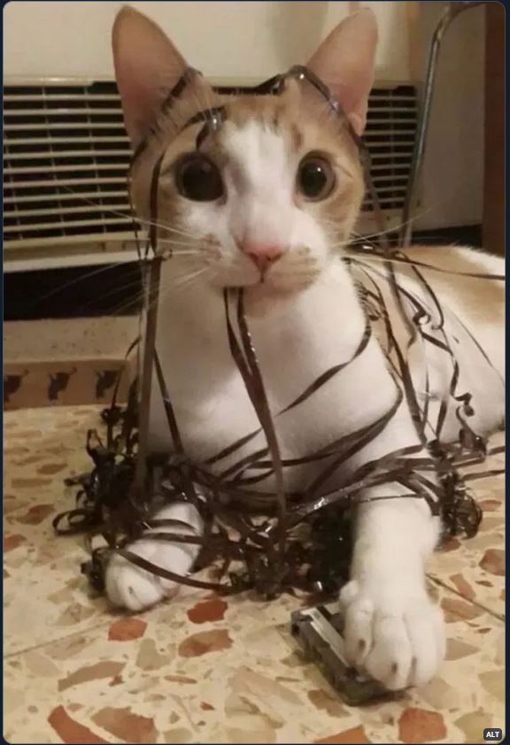 Psycho Kitty Blank Meme Template