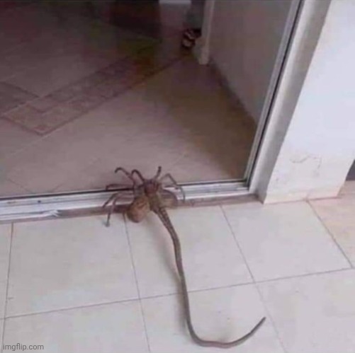 spooder | image tagged in spooder | made w/ Imgflip meme maker