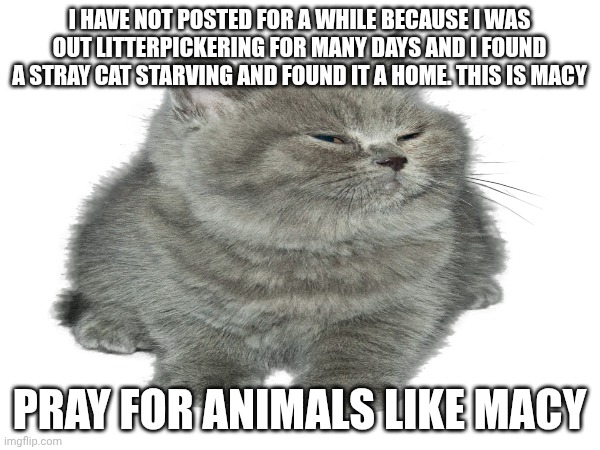 I have not posted for a while because I was out litterpickering for many days and I found a stray cat starving and found it a home. This is Macy; Pray for animals like macy | image tagged in cats | made w/ Imgflip meme maker