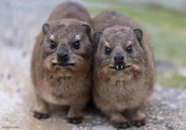 rabies | made w/ Imgflip meme maker