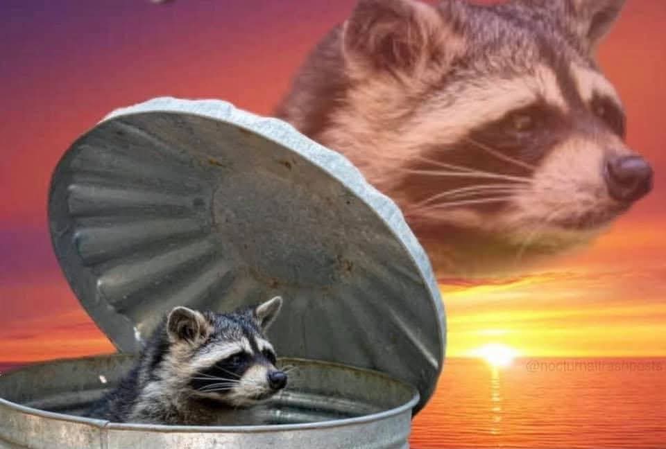 Raccoon trash can Blank Meme Template