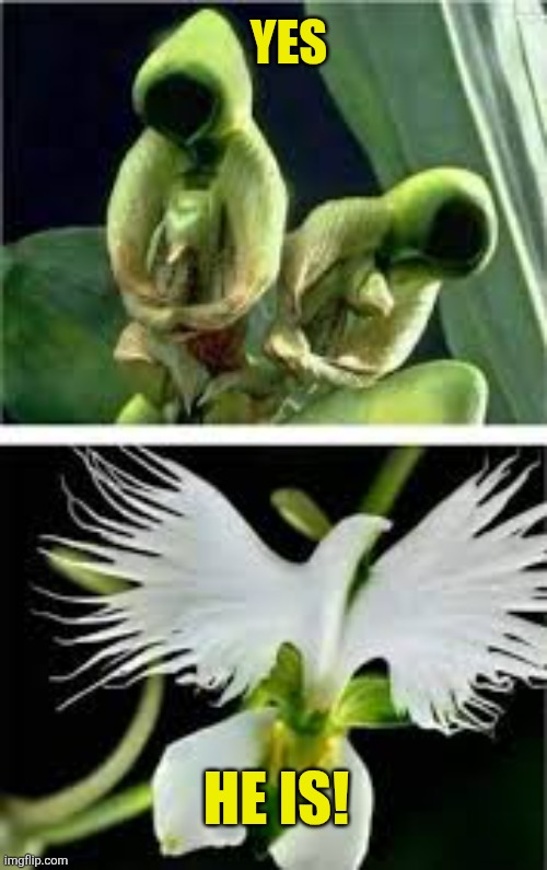 Yes He is! | made w/ Imgflip meme maker