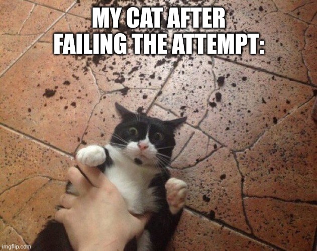 cat on floor | My cat after failing the attempt: | image tagged in cat on floor | made w/ Imgflip meme maker