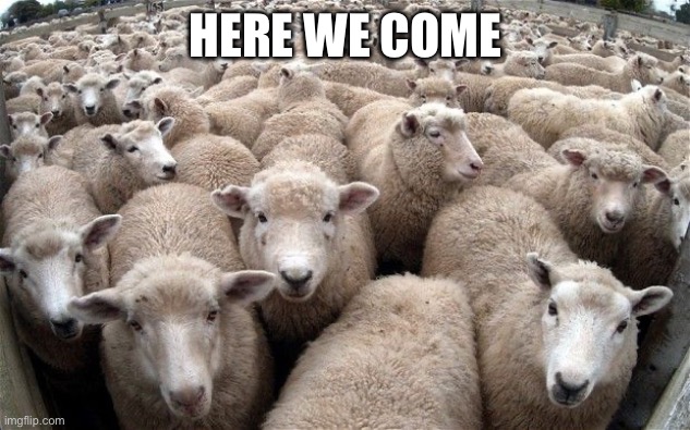 sheeple | Here we come | image tagged in sheeple | made w/ Imgflip meme maker