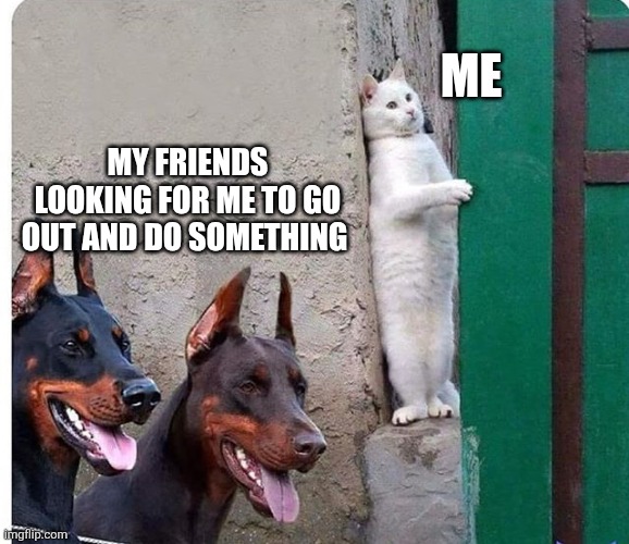Hidden cat | Me My friends looking for me to go out and do something | image tagged in hidden cat | made w/ Imgflip meme maker