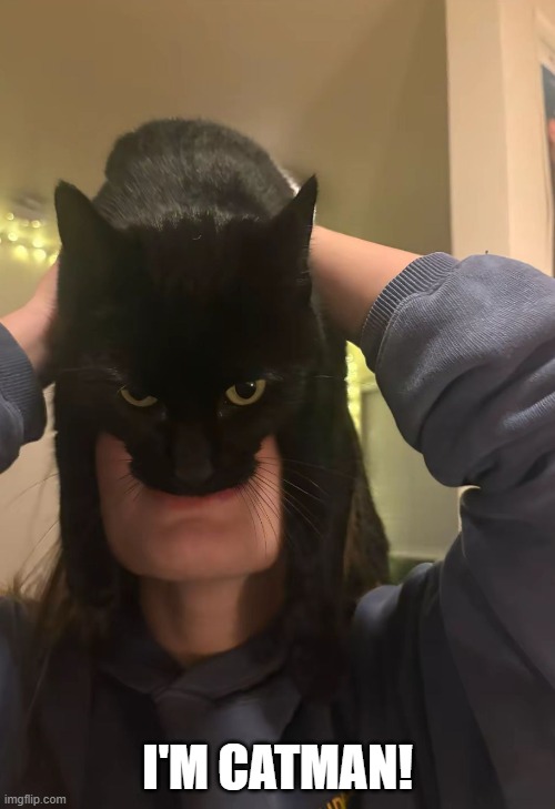 Catman | I'm catman! | image tagged in cats | made w/ Imgflip meme maker