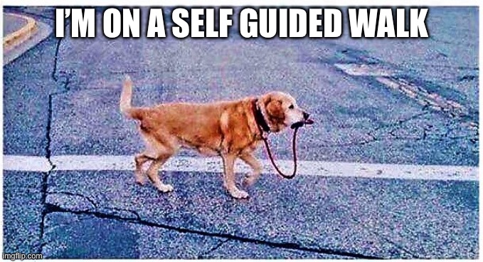 dog walking himself | I’m on a self guided walk | image tagged in dog walking himself | made w/ Imgflip meme maker