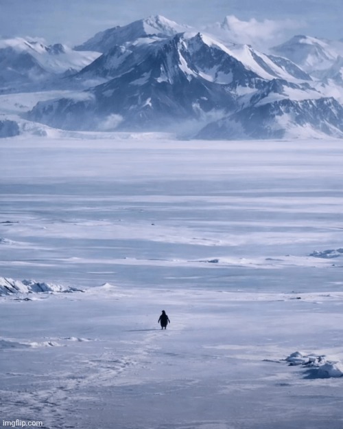 nihilist penguin | image tagged in nihilist penguin | made w/ Imgflip meme maker