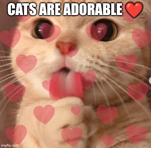 Cats ❤️ | Cats are adorable ❤️ | image tagged in tell me about it | made w/ Imgflip meme maker