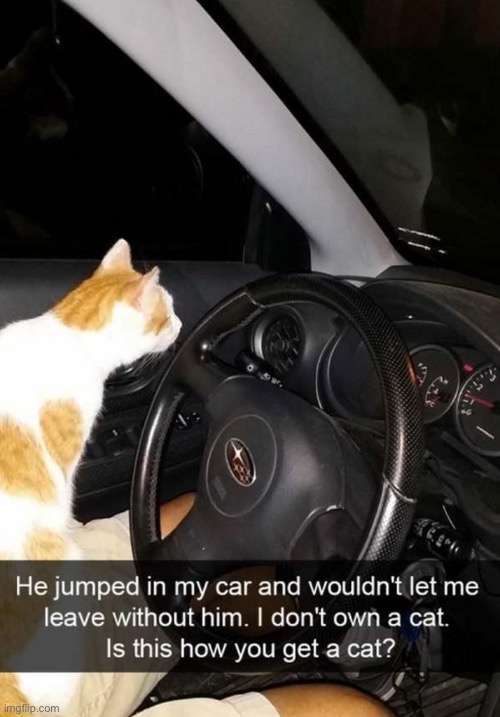 Claimed And Owned | image tagged in cats,funny cats,owned,evil overlord rules,obey,adopt me | made w/ Imgflip meme maker