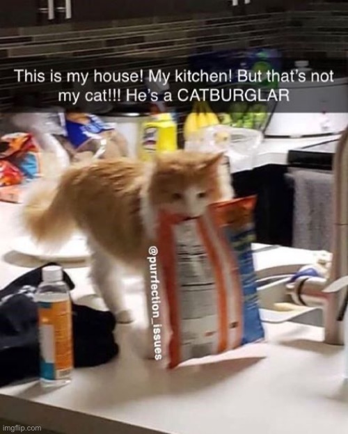 Cats are shameless thieves | image tagged in cats,funny cats,thieves,stealing,burglar,entitlement | made w/ Imgflip meme maker