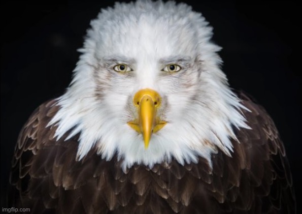 image tagged in bald eagle stare | made w/ Imgflip meme maker