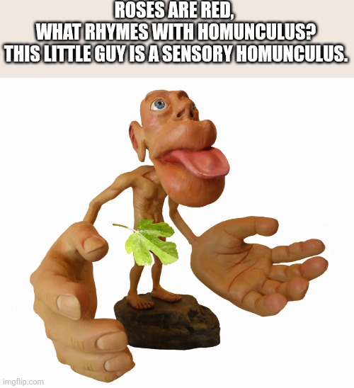 Homunculus | Roses are red, 
What rhymes with homunculus?
This little guy is a sensory homunculus. | image tagged in homunculus | made w/ Imgflip meme maker