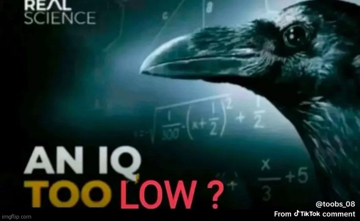 an iq too low? | image tagged in an iq too low | made w/ Imgflip meme maker