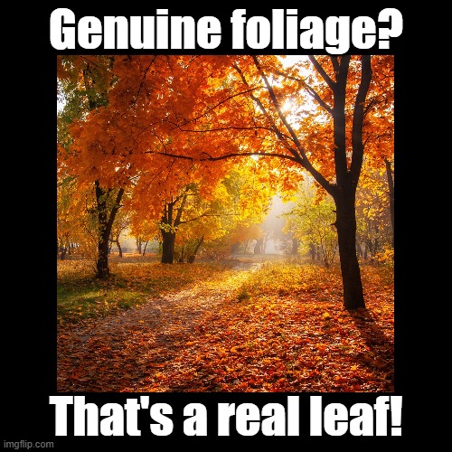 That's a real leaf! | Genuine foliage? That's a real leaf! | image tagged in black square,leaves,autumn leaves,pun | made w/ Imgflip meme maker