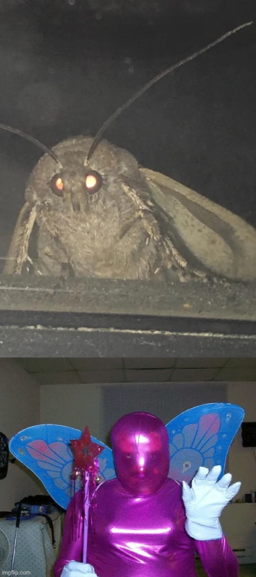 Mothman | image tagged in cursed images,moth meme,unsee juice,what a terrible day to have eyes,drink bleach,nope | made w/ Imgflip meme maker