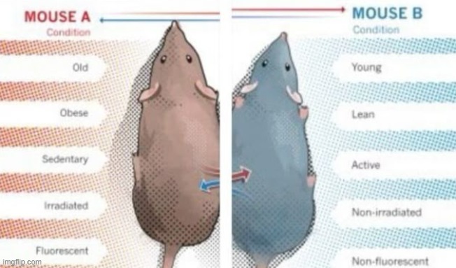 they call me mouse a | made w/ Imgflip meme maker