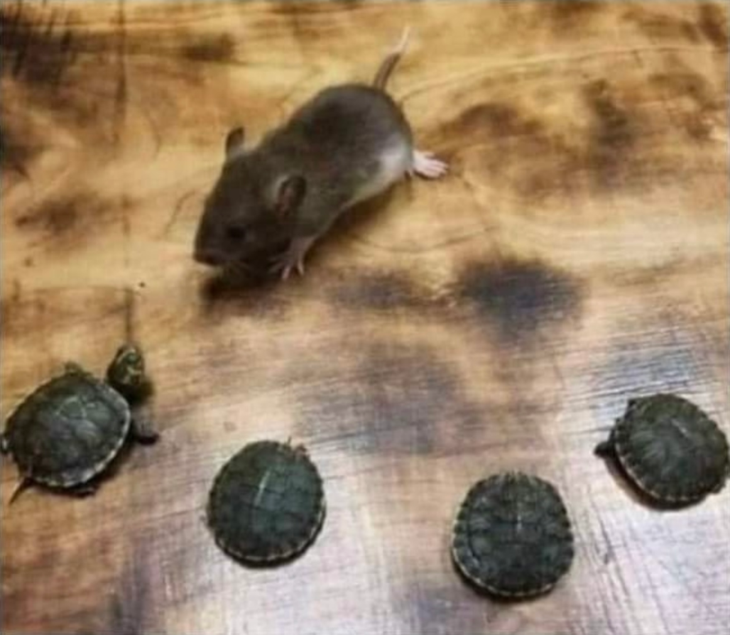 Master Splinter Blank Meme Template