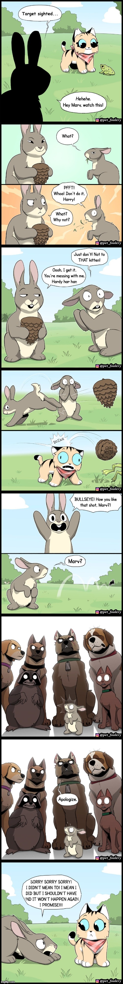 image tagged in rabbits,cat,pinecone,animals,scared,apology | made w/ Imgflip meme maker