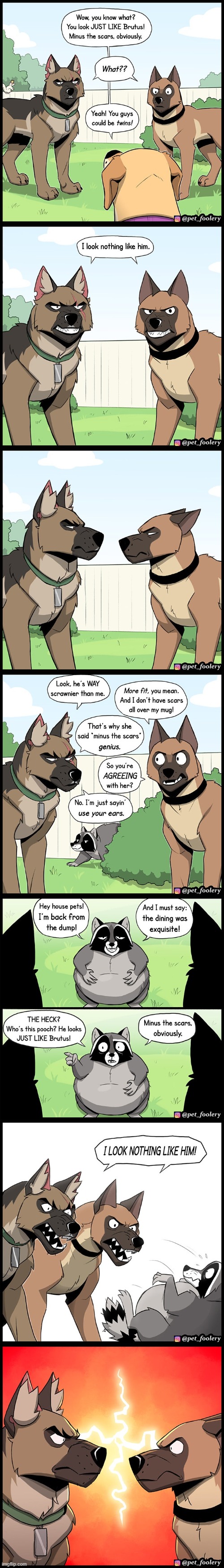 image tagged in dogs,twins,racoon,fight,fighting,rivalry | made w/ Imgflip meme maker