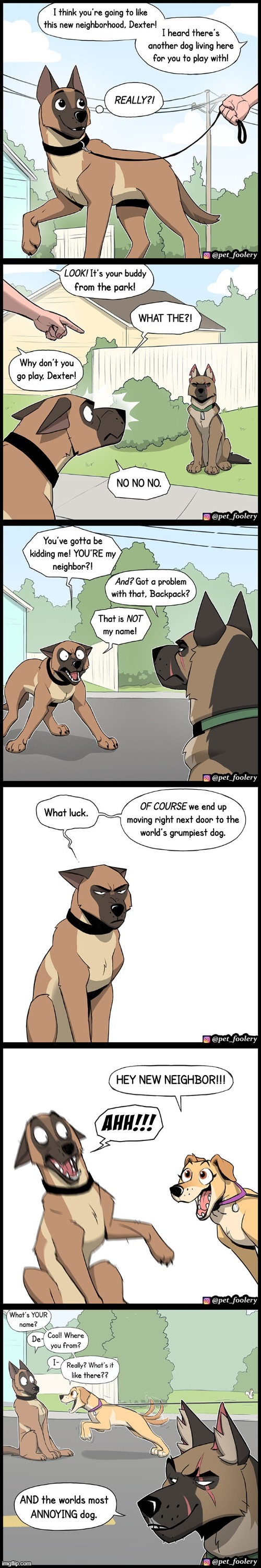 image tagged in dog,neighborhood,dogs,neighbors,grumpy,annoying | made w/ Imgflip meme maker